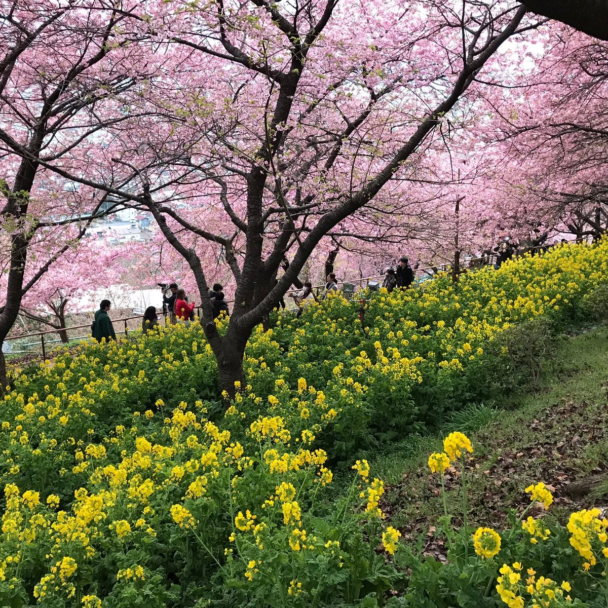 Nishihirahata Park Matsuda Machi 22 Lohnt Es Sich Mit Fotos