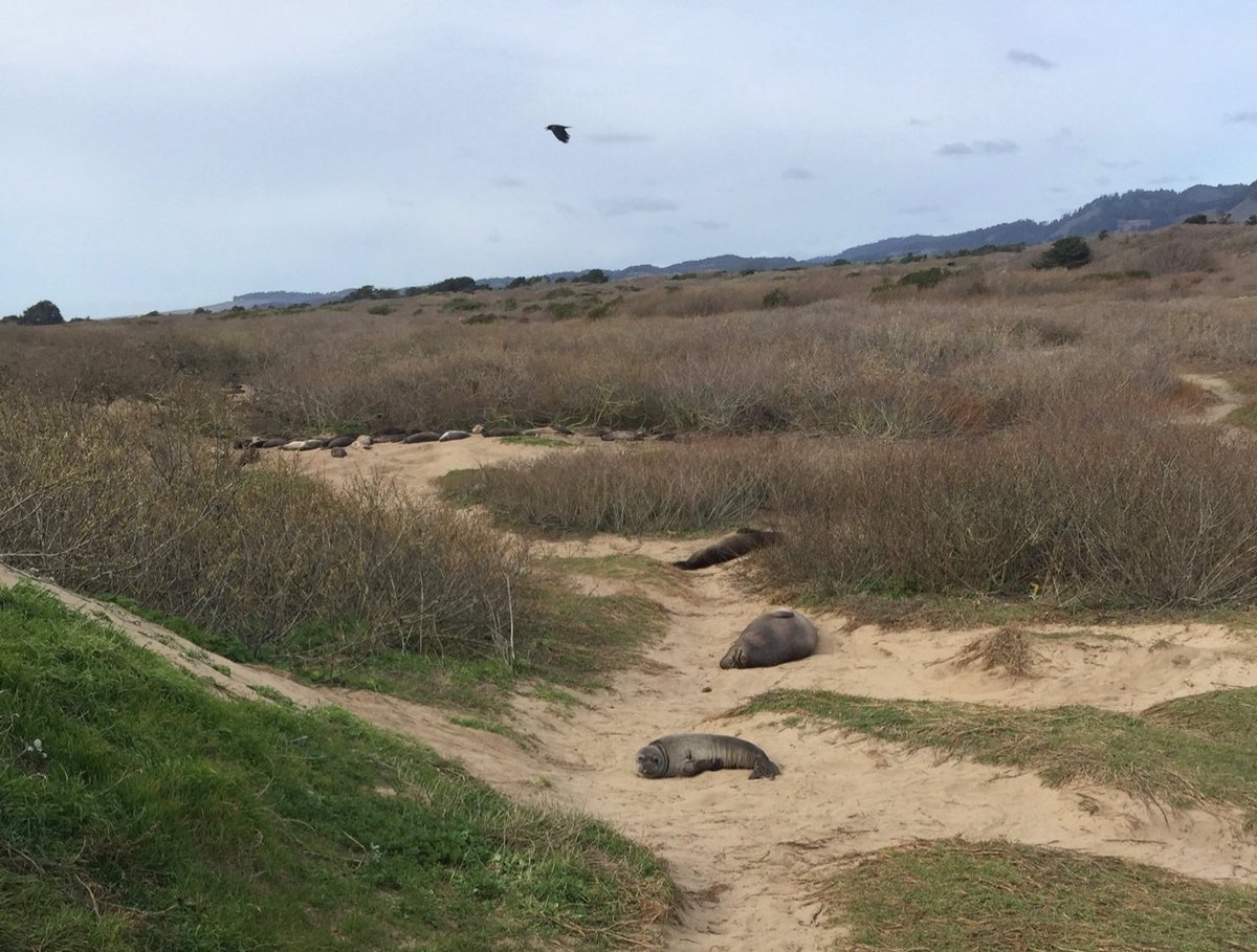 Ano Nuevo Elephant Seal Tours (Pescadero) - All You Need to Know BEFORE ...