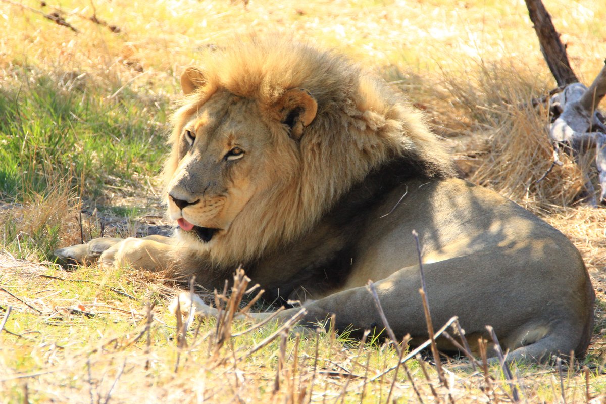 Drakenstein Lion Park, Западно-Капская провинция: лучшие советы перед  посещением - Tripadvisor