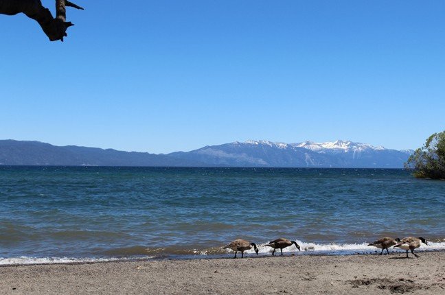 Explore Lake Forest Beach, Tahoe: Your Ultimate Travel Guide