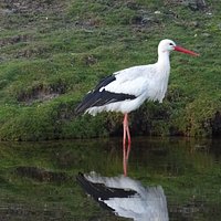 Park Lingezegen;Elst ;ooievaar