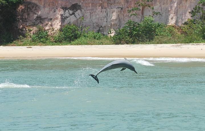 Baía dos Golfinhos (Praia de Pipa) - 2022 Qué saber antes de ir - Lo más  comentado por la gente - Tripadvisor