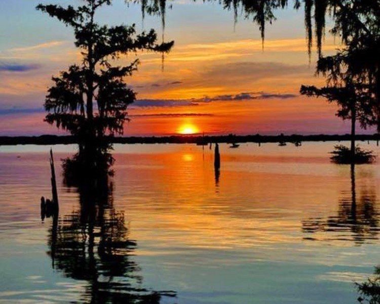 Louisiana Swamp Tours image