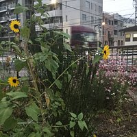 南開橋