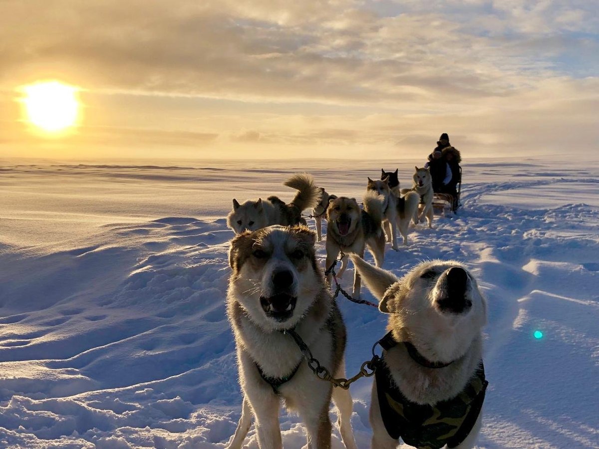 are there huskies in iceland