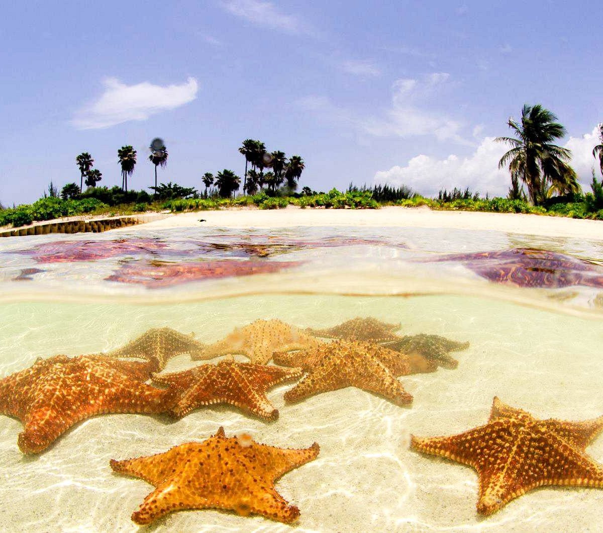 Giant starfish on Texas beach: Woman sees big sea star at Port Aransas