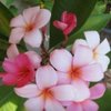 Margie S