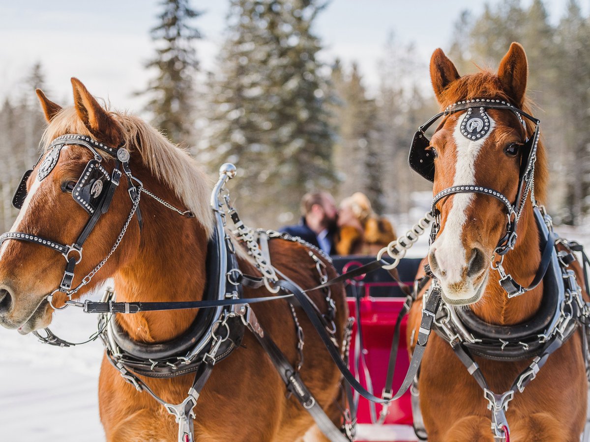 Cripple Creek Horse Ranch - All You Need to Know BEFORE You Go (2024)