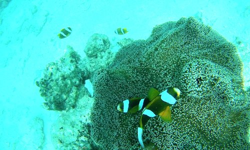 IMMERSIONE NELLA GRANDE BARRIERA CORALLINA AUSTRALIANA-CAIRNS, AUSTRALIA SUD PACIFICO-LUGLIO AGOSTO 2017-FOTO MAURO PORTO TORRES-