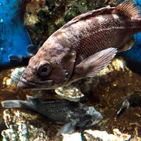水族館プティ