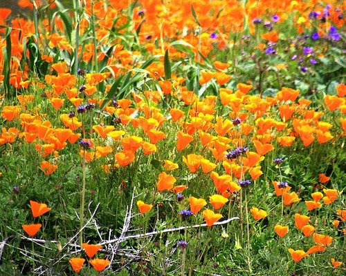 THE 15 BEST Things to Do in Lake Elsinore - 2021 (with Photos) - Tripadvisor