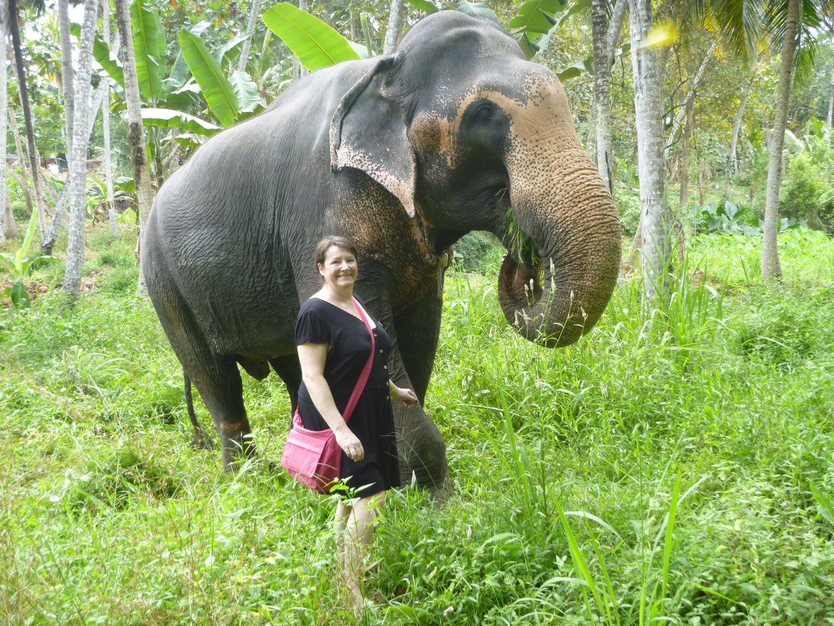 Millennium Elephant Foundation, Кегалле: лучшие советы перед посещением -  Tripadvisor