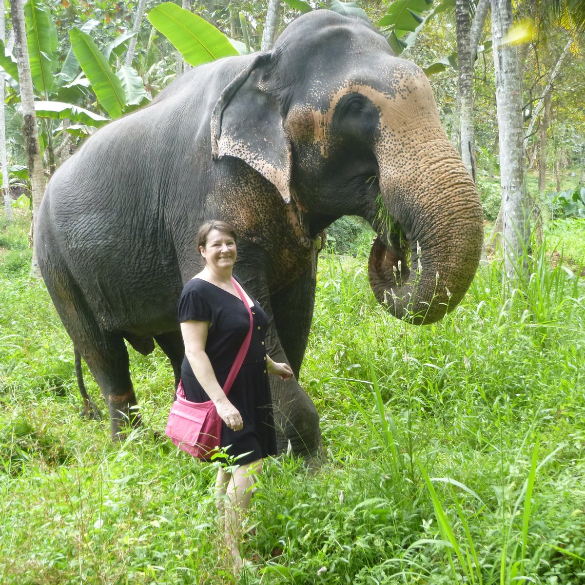 Millennium Elephant Foundation, Кегалле: лучшие советы перед посещением -  Tripadvisor