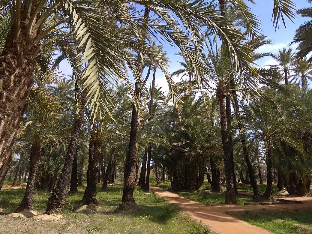 Пальмовая роща. Парк el Palmeral. Парк Пальмераль Аликанте. Испания пальмовые Рощи. Candripsh пальмовая роща.