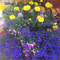 Entrance wheelbarrow planted up as a welcoming feature.