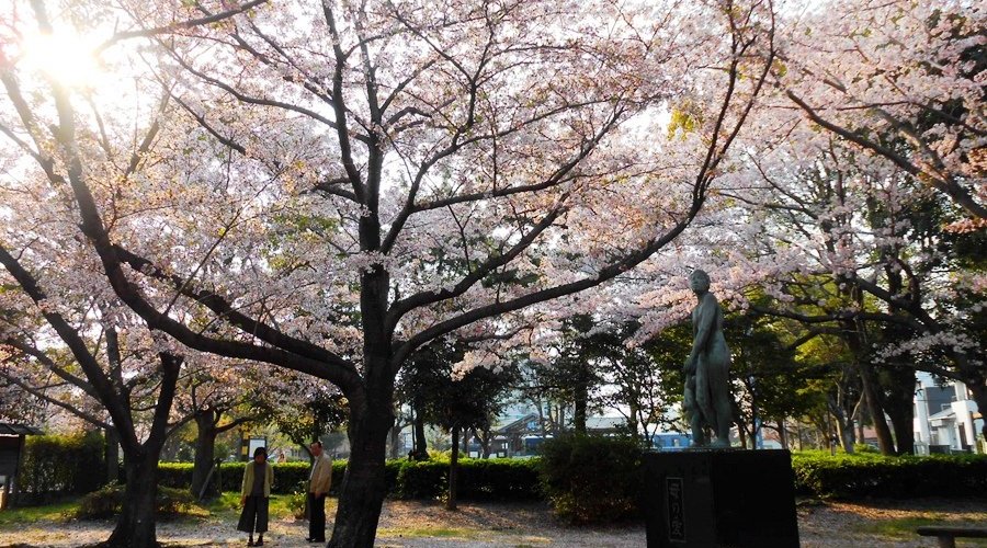 櫻花季的狸貓公園