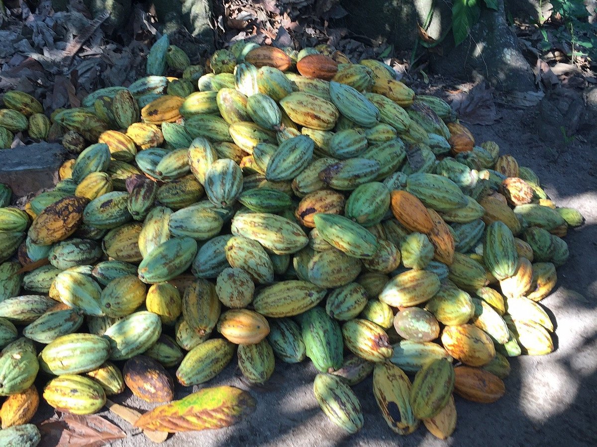 HACIENDA CACAOTERA JESUS MARIA (Comalcalco): Tutto quello che c'è da sapere