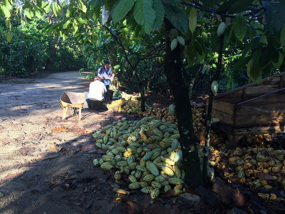 HACIENDA CACAOTERA JESUS MARIA (Comalcalco): Tutto quello che c'è da sapere