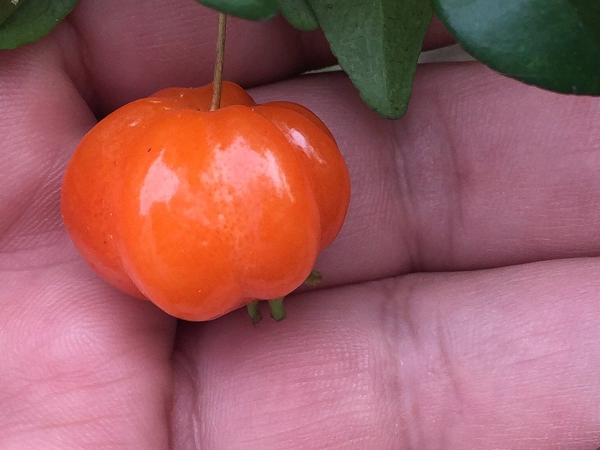 HACIENDA CACAOTERA JESUS MARIA (Comalcalco): Tutto quello che c'è da sapere