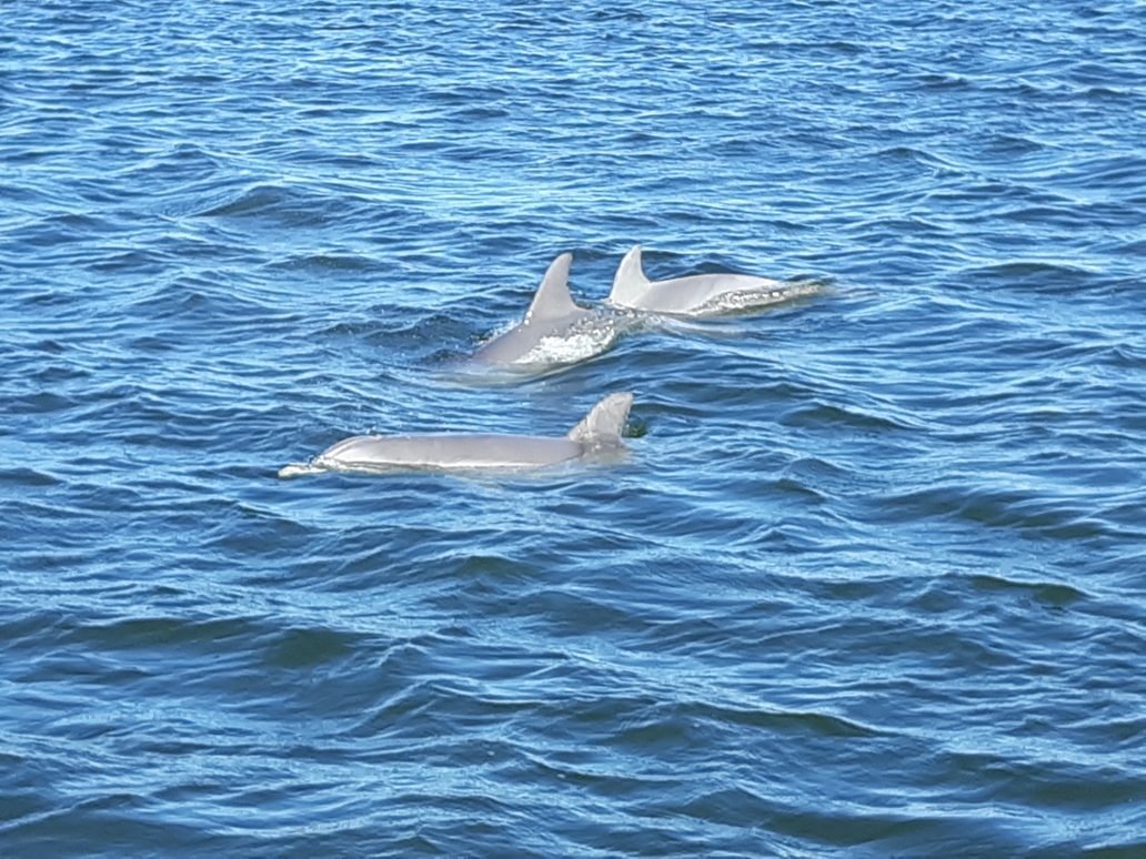 cetacean cruises orange beach al