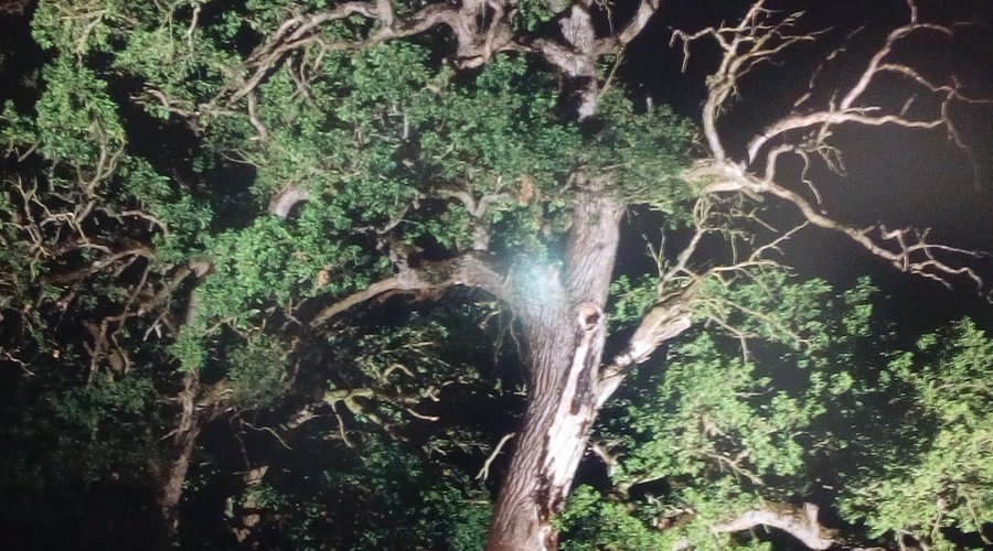 This is a Pedunculate Oak with a chapel and can be seen near Targu Mures City in Transylvania. The photo is exhibited until March 30 at Peasant Museum Bucharest. 