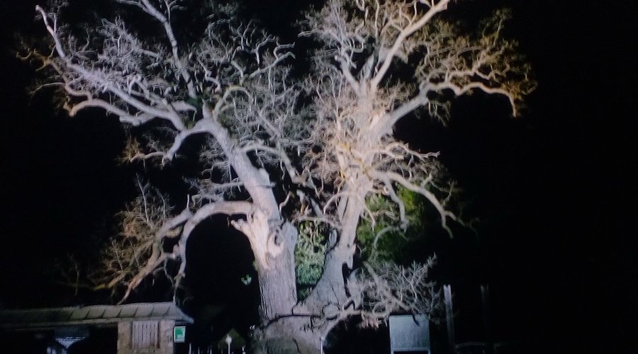 And this one is the oldest tree in Romania and South-Eastern Europe, according to a study made by Babes-Bolyai University in Transylvania. It is more than 900 years old, a 12 meters circumference and it is said he is witness of the great invasions on this territory in 1200 AD. It can be seen at  Cajvana in Transylvania. 