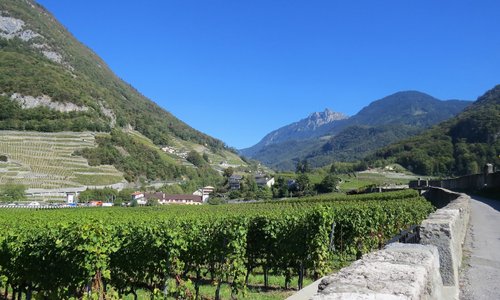 Ballade dans le vignoble entourant le Château d'Aigle