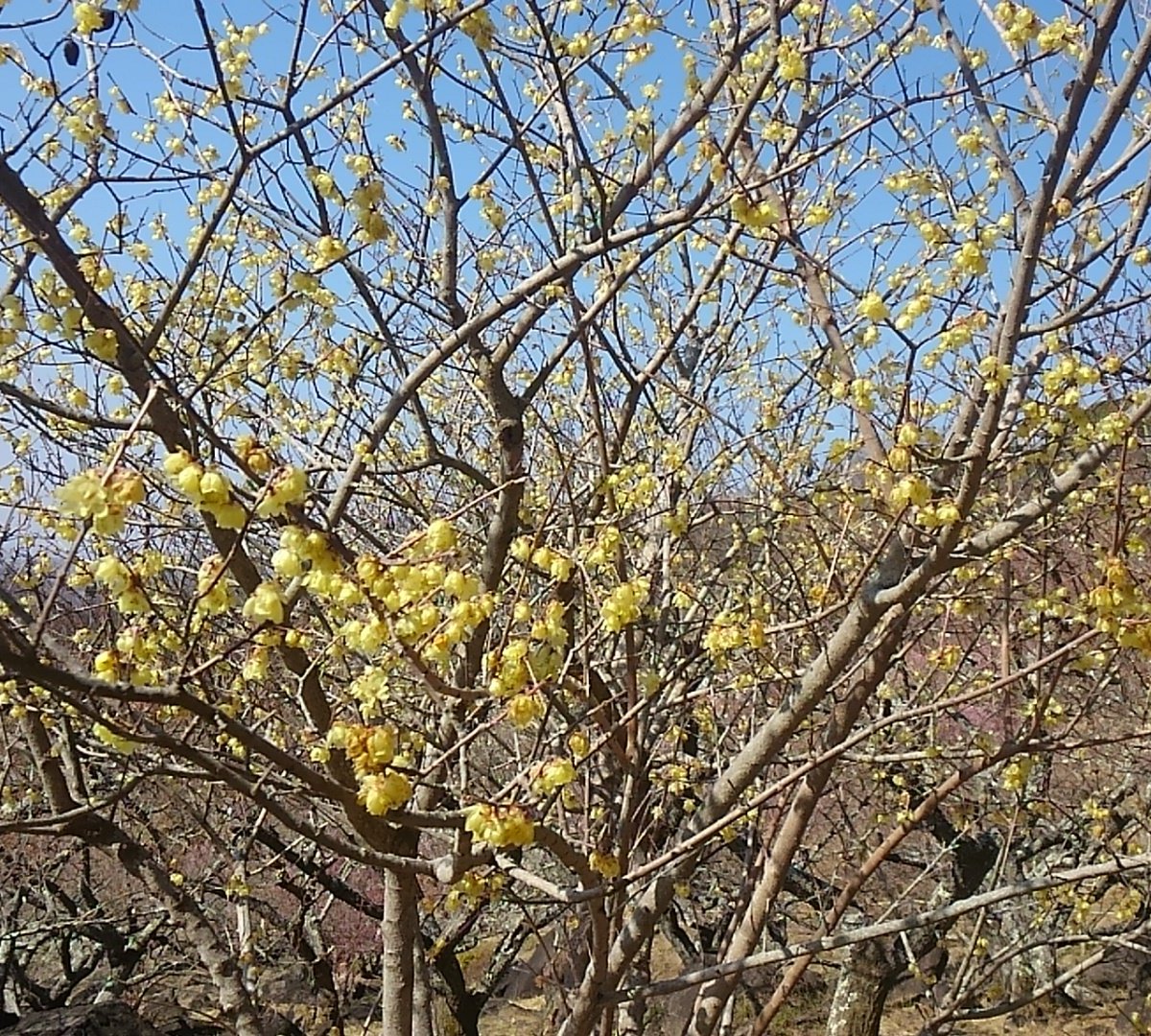 Mt. Tsukuba Ume Blossom Matsuri - All You Need to Know BEFORE You Go (2024)