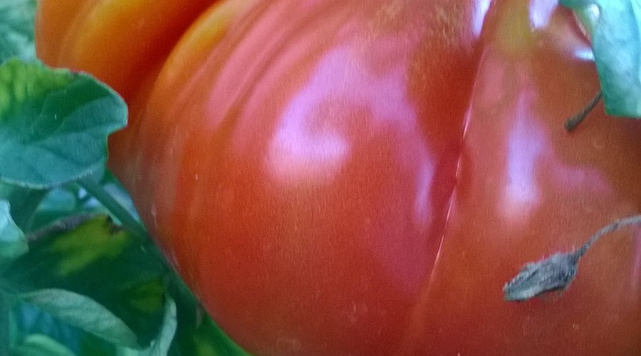 Le tomate du Jardin 
