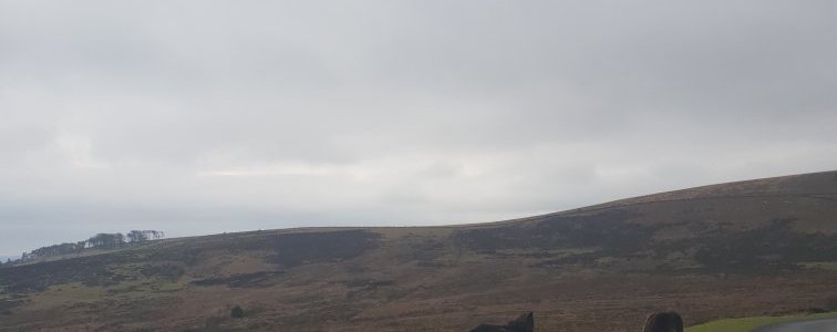 📍Dartmoor England , so amazing to see the horses walking around happy and smiling .  A beautiful place and the freshest Air in the world 🧡