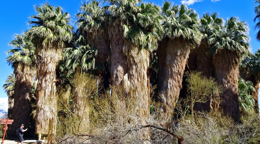 Main oasis near visitor center