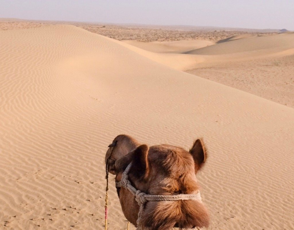 Real Desert Man Camel Safari, Джайсалмер: лучшие советы перед посещением -  Tripadvisor