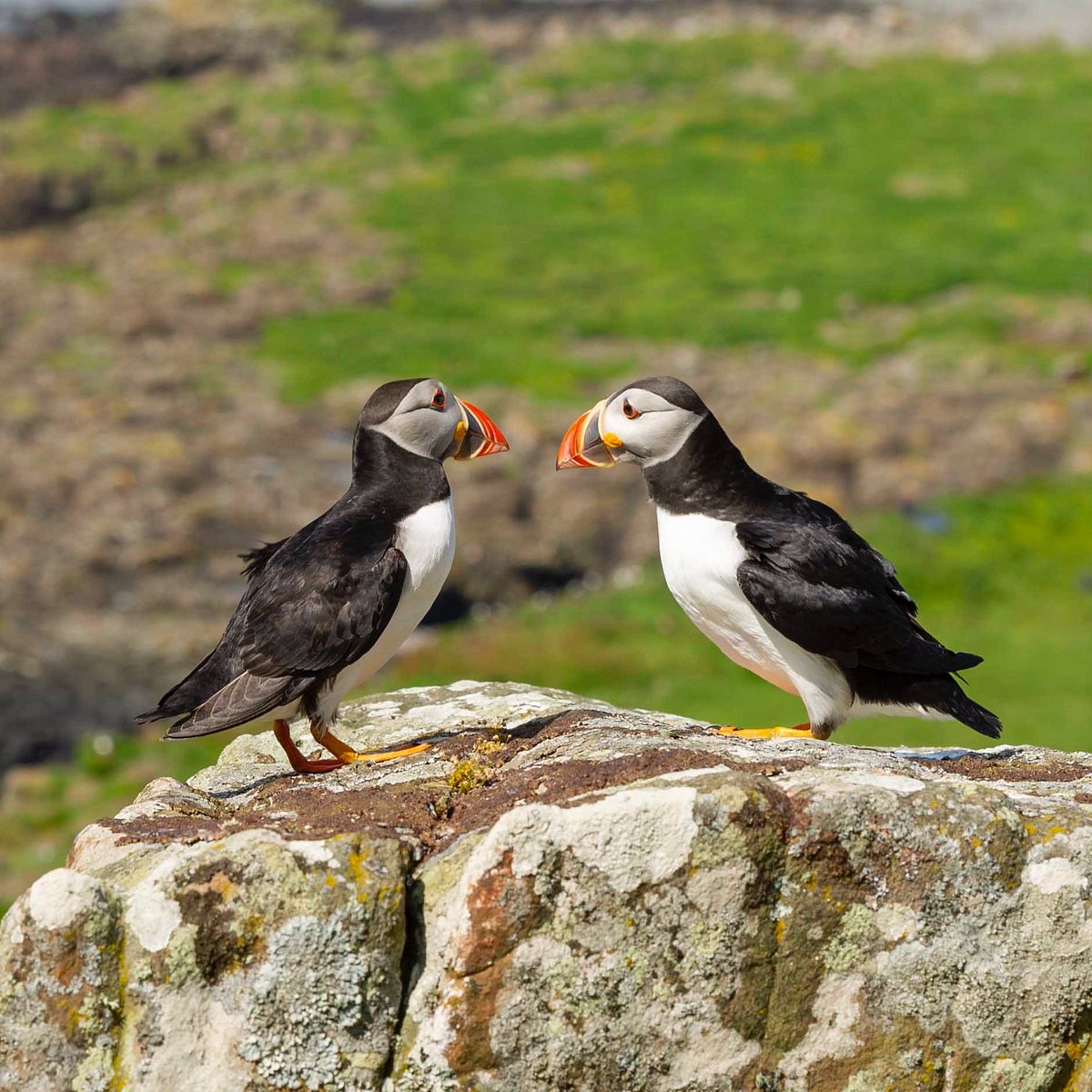 wildlife trips on mull