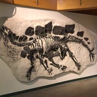 University of Wyoming Geological Museum (Laramie) - All You Need to ...