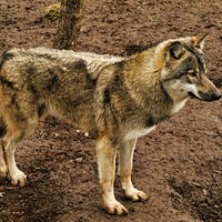 Ragnar, the European wolf at, The Little Zoo.