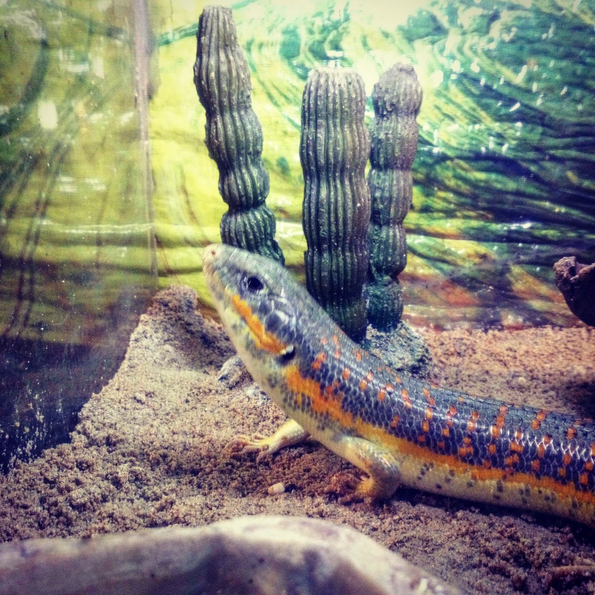 Bearded Dragon  Mountpanther Farm Park