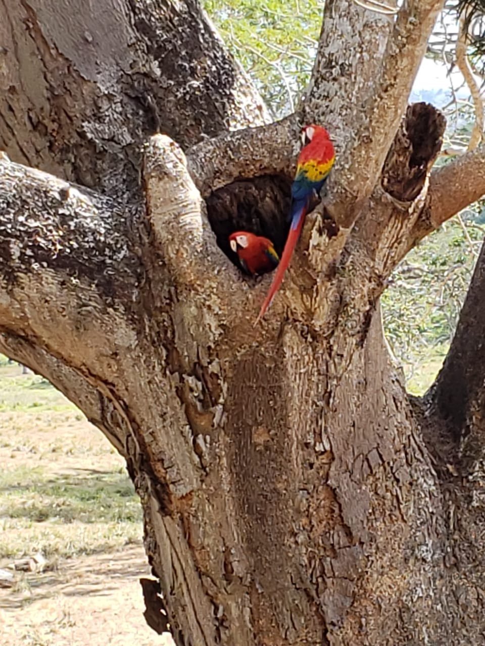 לוס דלפיינס גולף \u0026 קאנטרי קלאבלוס דלפיינס גולף \u0026 קאנטרי קלאב  