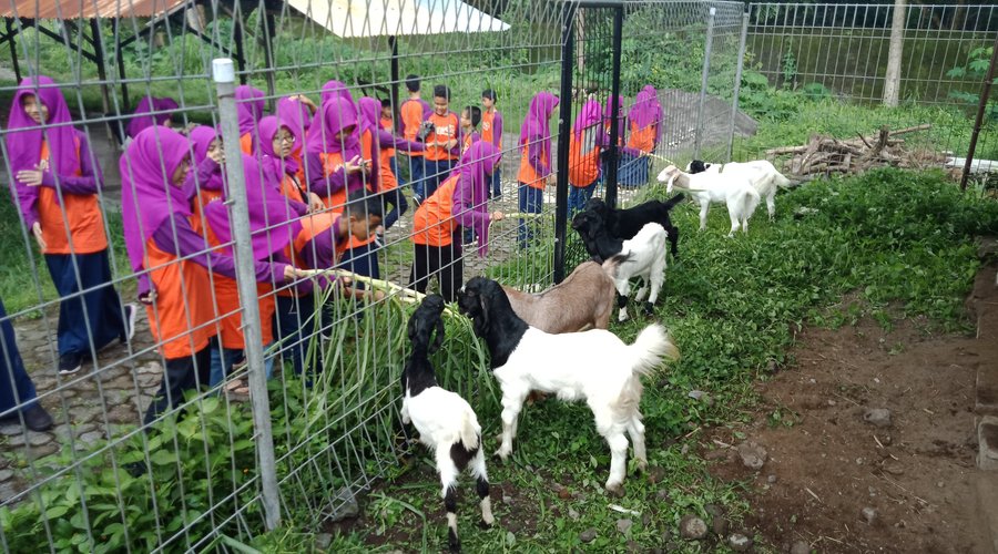 Fish therapy and feeding the goats