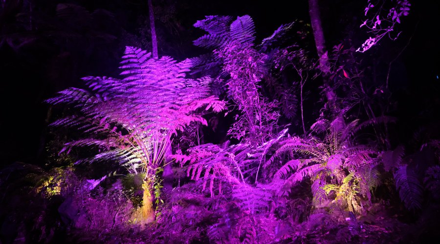 Ferns lit up