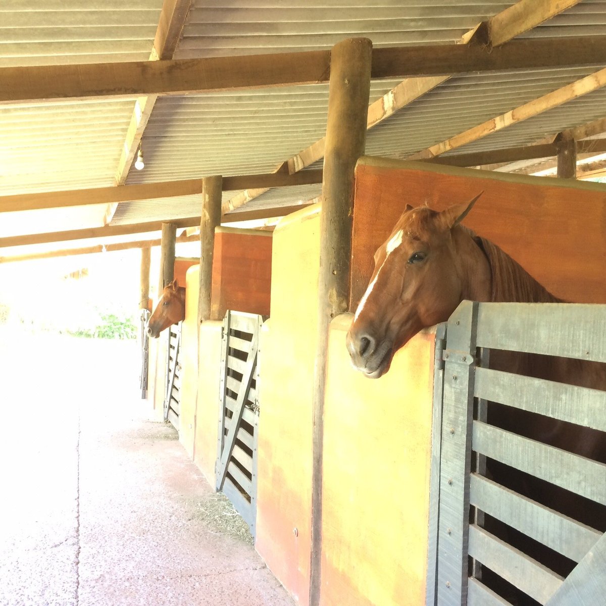 Passeio a cavalo por trilha em Atibaia - Reserve em  Brasil