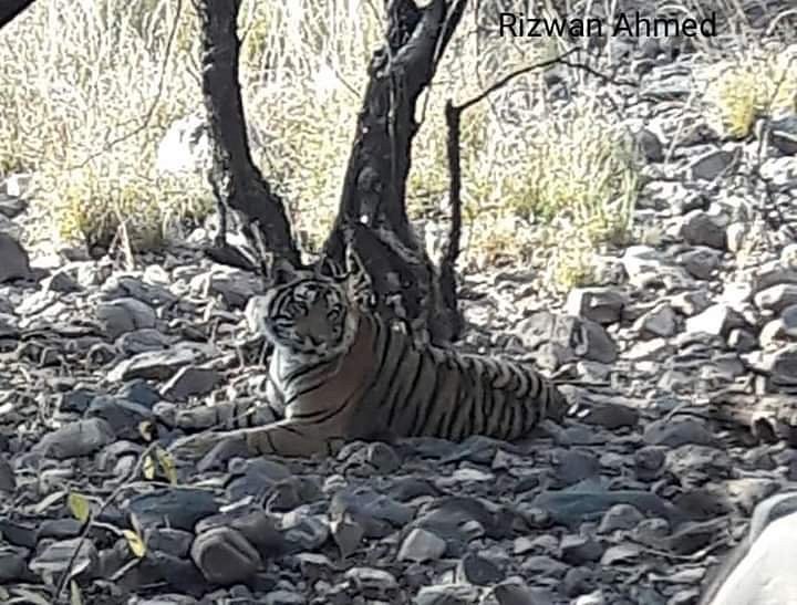 Ranthambore Tiger Safari Sawai Madhopur All You Need To Know Before You Go 