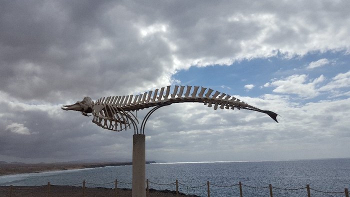 Imagen 1 de Cuvier's Beaked Whale Skeleton