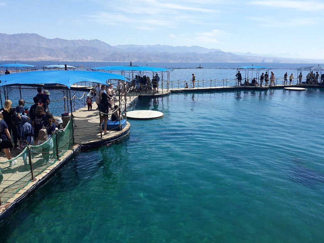 Graag gedaan Lam versterking Dolphin Reef (Eilat) - All You Need to Know BEFORE You Go