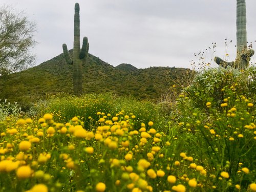 Os 15 Melhores Pontos Turísticos Em Cave Creek 2024 Tripadvisor 0397