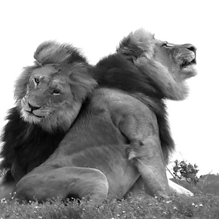 ADDO INDLOVU SAFARIS Port Elizabeth All You Need To Know BEFORE You Go insistir-muerte-llegar-puerto-elizabeth-alegre-no-pagado-querido