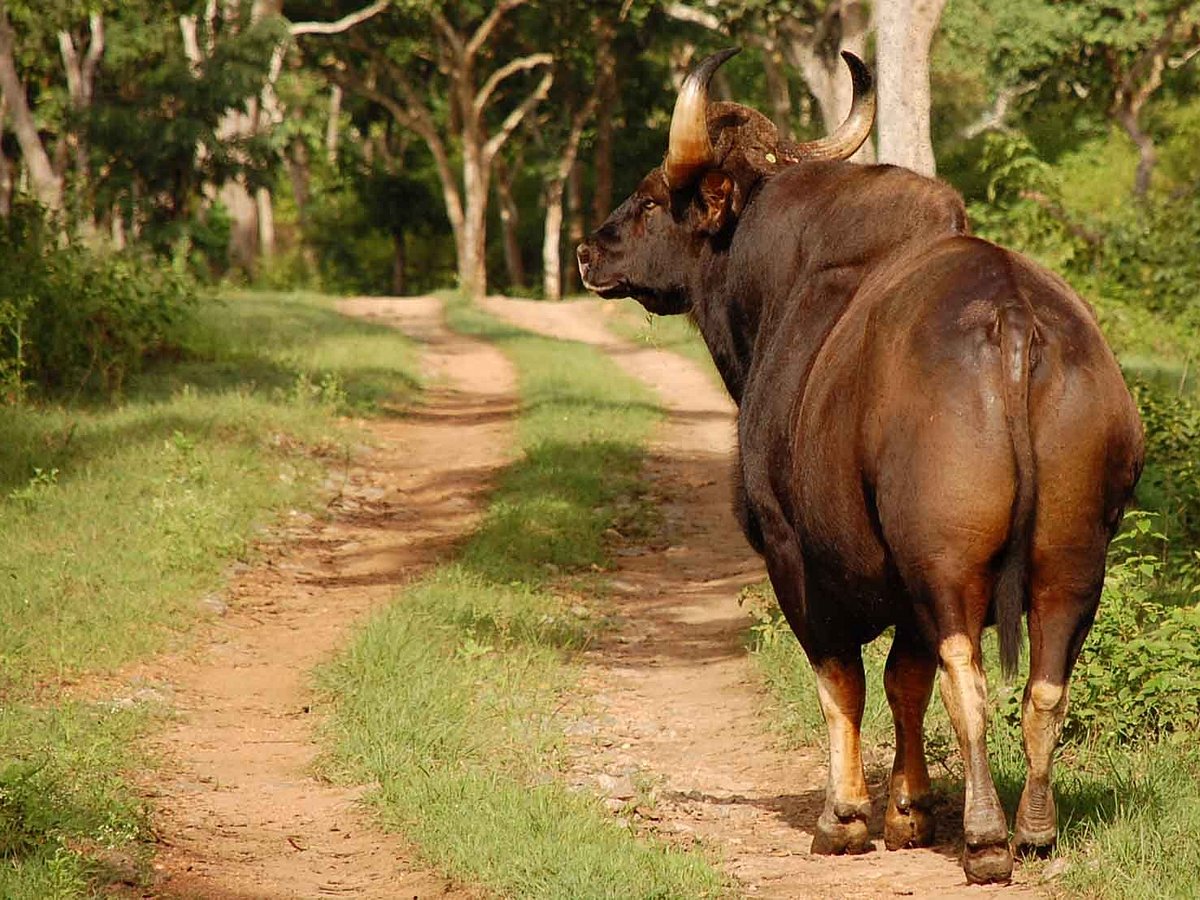 Wild Walkers (Ooty (Udhagamandalam)) - All You Need to Know BEFORE You Go Wild Walkers (Ooty (Udhagamandalam)) - All You Need to Know BEFORE You Go