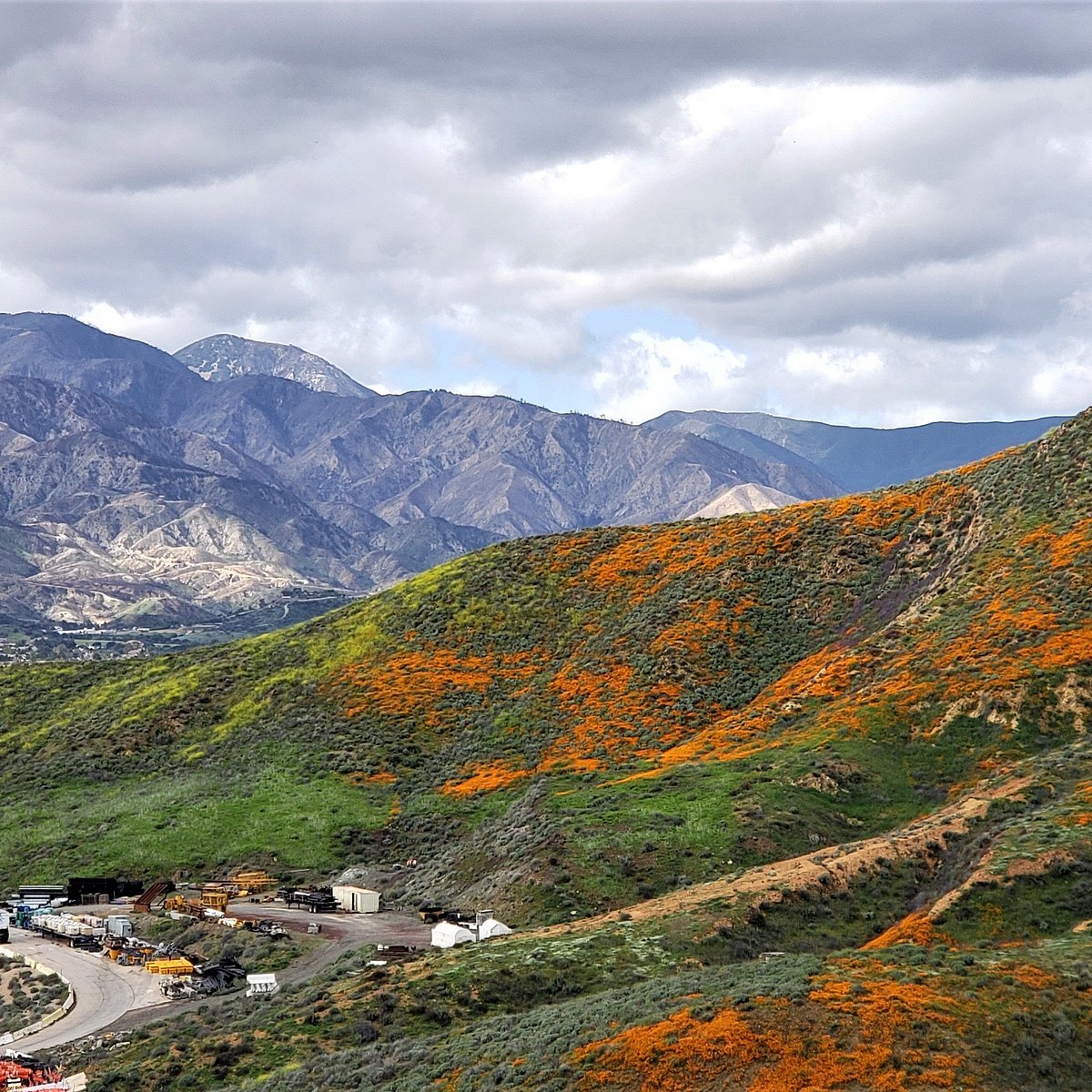I Survived The Lake Elsinore Super Bloom 2019 I Survived The Lake Elsinore Super Bloom 2019
