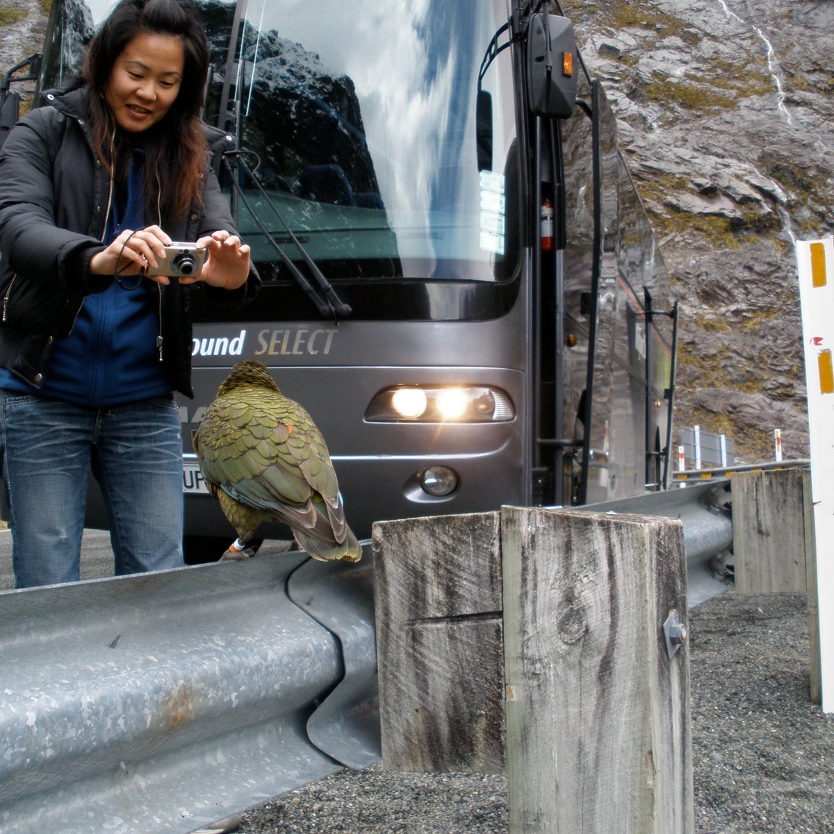 Milford Sound Select, Квинстаун: лучшие советы перед посещением -  Tripadvisor