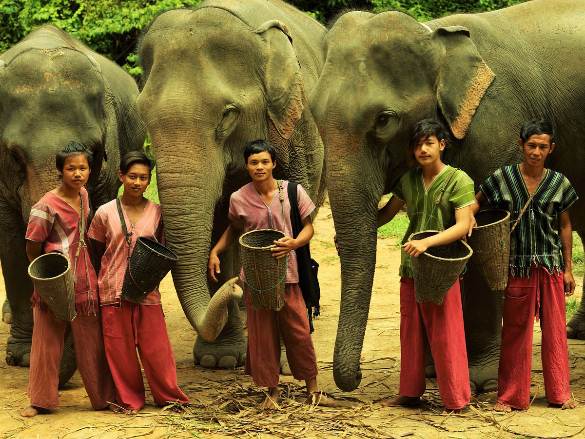 big elephant - Picture of Karen's Tribe Native Elephants, Chiang Mai -  Tripadvisor