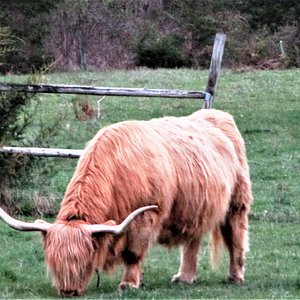Beckah is one of our three Scottish Highland cows.  She is very friendly and loves to have guests feed her bread.